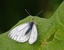 Click image for larger version. 

Name:	Green-veined White (Pieris napi) DSC_0219.jpg 
Views:	185 
Size:	69.6 KB 
ID:	13787