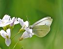 Click image for larger version. 

Name:	Small White (Pieris rapae) DSC_0198.jpg 
Views:	180 
Size:	67.0 KB 
ID:	13788