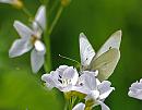 Click image for larger version. 

Name:	Small White (Pieris rapae) DSC_0200.jpg 
Views:	169 
Size:	82.1 KB 
ID:	13789