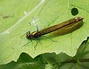 Click image for larger version. 

Name:	Beautiful Demoiselle (Calopteryx virgo) DSC_0063.jpg 
Views:	200 
Size:	100.7 KB 
ID:	13793
