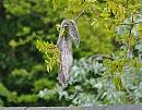Click image for larger version. 

Name:	Grey squirrel (Sciurus carolinensis)DSC_0018.jpg 
Views:	175 
Size:	114.0 KB 
ID:	13817