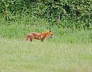 Click image for larger version. 

Name:	Red Fox (Vulpes vulpes)  DSC_0081.jpg 
Views:	197 
Size:	139.0 KB 
ID:	13818