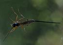 Click image for larger version. 

Name:	SH5297 -1005 21-Ichneumon Wasp.jpg 
Views:	764 
Size:	232.7 KB 
ID:	13824