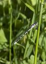 Click image for larger version. 

Name:	SH5840 -1005 24-Common Blue Damselfly -Enallagma_cyathigerum young Male.jpg 
Views:	223 
Size:	269.5 KB 
ID:	13869