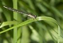 Click image for larger version. 

Name:	SH5874 -1005 24-Common_Blue_Damselfly-Enallagma_cyathigerum- female.jpg 
Views:	404 
Size:	277.4 KB 
ID:	13870