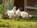 Click image for larger version. 

Name:	suffolk_chickens_P5081933.jpg 
Views:	903 
Size:	390.9 KB 
ID:	13877