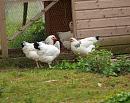 Click image for larger version. 

Name:	suffolk_chickens_P5081977.jpg 
Views:	542 
Size:	403.2 KB 
ID:	13878