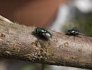 Click image for larger version. 

Name:	SH5921 -1005 25-Greenbottle Fly.jpg 
Views:	147 
Size:	308.7 KB 
ID:	13894
