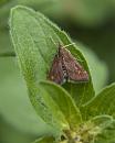 Click image for larger version. 

Name:	SH6602 -1005 26-Mint_Moth.jpg 
Views:	380 
Size:	444.9 KB 
ID:	13896
