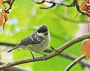 Click image for larger version. 

Name:	Coal Tit (Periparus ater)DSC_0035.jpg 
Views:	465 
Size:	92.9 KB 
ID:	13936