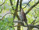 Click image for larger version. 

Name:	Song Thrush (Turdus philomelos)  DSC_0161.jpg 
Views:	159 
Size:	103.3 KB 
ID:	13945