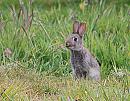 Click image for larger version. 

Name:	Wild Rabbit (Oryctolagus cuniculus) DSC_0045.jpg 
Views:	17898 
Size:	167.6 KB 
ID:	13956