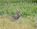 Click image for larger version. 

Name:	Wild Rabbit (Oryctolagus cuniculus) DSC_0049.jpg 
Views:	8429 
Size:	170.2 KB 
ID:	13957