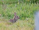 Click image for larger version. 

Name:	Wild Rabbit (Oryctolagus cuniculus) DSC_0053.jpg 
Views:	2764 
Size:	159.6 KB 
ID:	13958