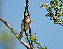 Click image for larger version. 

Name:	Goldfinch (Carduelis carduelis)  DSC_0150.JPG 
Views:	191 
Size:	102.1 KB 
ID:	13971