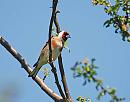 Click image for larger version. 

Name:	Goldfinch (Carduelis carduelis)  DSC_0151.JPG 
Views:	175 
Size:	81.4 KB 
ID:	13972