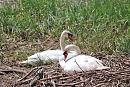 Click image for larger version. 

Name:	Mute Swan (Cygnus olor)  DSC_0058.JPG 
Views:	193 
Size:	217.2 KB 
ID:	13974
