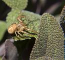 Click image for larger version. 

Name:	SH7382 -1006 02-Crab Spider.jpg 
Views:	655 
Size:	436.1 KB 
ID:	13979