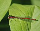 Click image for larger version. 

Name:	Large red Damselfly (Pyrrhosoma nymphula) DSC_0195.jpg 
Views:	228 
Size:	81.3 KB 
ID:	13991