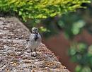 Click image for larger version. 

Name:	Pied Wagtail (Motacilla alba)  DSC_0232.jpg 
Views:	218 
Size:	104.2 KB 
ID:	13995