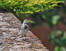 Click image for larger version. 

Name:	Pied Wagtail (Motacilla alba)  DSC_0233.jpg 
Views:	219 
Size:	99.5 KB 
ID:	13996