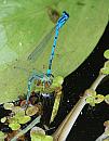 Click image for larger version. 

Name:	Azure Damselfly (Coenagrion puella) DSC_0240.jpg 
Views:	180 
Size:	115.7 KB 
ID:	14007
