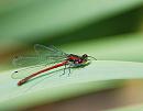 Click image for larger version. 

Name:	Large Red Damselfly (Pyrrhosoma nymphula) DSC_0154.jpg 
Views:	206 
Size:	65.8 KB 
ID:	14010