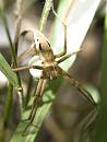 Click image for larger version. 

Name:	SH7971 -1006 06-Nursery Web Spider-Pisaura_mirabilis.jpg 
Views:	188 
Size:	319.5 KB 
ID:	14020