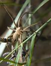 Click image for larger version. 

Name:	SH8001 -1006 06-Nursery Web Spider-Pisaura_mirabilis.jpg 
Views:	164 
Size:	350.4 KB 
ID:	14021