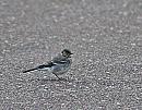 Click image for larger version. 

Name:	Pied Wagtail (Motacilla alba) DSC_0126.jpg 
Views:	697 
Size:	156.7 KB 
ID:	14062