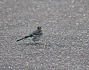 Click image for larger version. 

Name:	Pied Wagtail (Motacilla alba) DSC_0129.jpg 
Views:	265 
Size:	189.8 KB 
ID:	14063