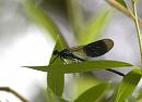 Click image for larger version. 

Name:	SH8514 -1006 10-Calopteryx_splendens-Banded_Demoiselle.jpg 
Views:	151 
Size:	295.8 KB 
ID:	14066