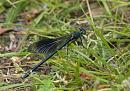 Click image for larger version. 

Name:	SH8713 -1006 10-Calopteryx_splendens - Banded_Demoiselle.jpg 
Views:	150 
Size:	359.3 KB 
ID:	14067