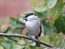 Click image for larger version. 

Name:	willowtit.jpg 
Views:	144 
Size:	229.2 KB 
ID:	1407