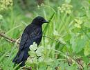 Click image for larger version. 

Name:	Crow (Corvus corone) DSC_0069.jpg 
Views:	468 
Size:	103.3 KB 
ID:	14079