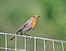 Click image for larger version. 

Name:	Robin (Erithacus rubecula) DSC_0001.jpg 
Views:	191 
Size:	63.9 KB 
ID:	14089