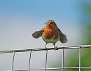 Click image for larger version. 

Name:	Robin (Erithacus rubecula) DSC_0054.jpg 
Views:	192 
Size:	60.7 KB 
ID:	14091