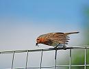 Click image for larger version. 

Name:	Robin (Erithacus rubecula) DSC_0058.jpg 
Views:	190 
Size:	59.6 KB 
ID:	14092