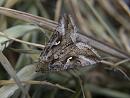 Click image for larger version. 

Name:	SH8953 -1006 12-Silver Y Moth - Autographa_gamma.jpg 
Views:	165 
Size:	363.9 KB 
ID:	14097