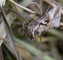 Click image for larger version. 

Name:	SH8939 -1006 12-Silver Y Moth-Autographa_gamma.jpg 
Views:	171 
Size:	323.4 KB 
ID:	14098