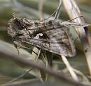 Click image for larger version. 

Name:	SH8949 -1006 12-Silver Y Moth - Autographa_gamma.jpg 
Views:	180 
Size:	280.6 KB 
ID:	14099