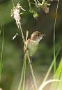 Click image for larger version. 

Name:	reed_warbler_P6132890.jpg 
Views:	251 
Size:	123.4 KB 
ID:	14102