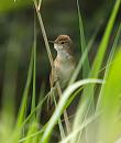 Click image for larger version. 

Name:	reed_warbler_P6132869.jpg 
Views:	254 
Size:	135.7 KB 
ID:	14104