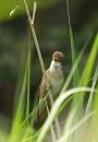 Click image for larger version. 

Name:	reed_warbler_P6132865.jpg 
Views:	230 
Size:	126.9 KB 
ID:	14105