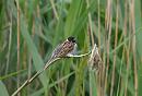 Click image for larger version. 

Name:	reed_bunting_P6132771-2.jpg 
Views:	218 
Size:	127.8 KB 
ID:	14107