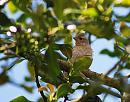 Click image for larger version. 

Name:	Chaffinch (Fringilla coelebs) DSC_0082.jpg 
Views:	516 
Size:	110.8 KB 
ID:	14112