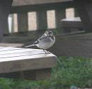 Click image for larger version. 

Name:	Young Pied Wagtail.jpg 
Views:	506 
Size:	48.5 KB 
ID:	14120