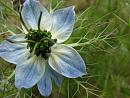 Click image for larger version. 

Name:	2735 Love in a Mist - SHRUNK.jpg 
Views:	185 
Size:	225.8 KB 
ID:	1414