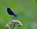 Click image for larger version. 

Name:	Beautiful Demoiselle (Calopteryx virgo) DSC_0014.jpg 
Views:	203 
Size:	53.5 KB 
ID:	14160