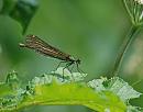 Click image for larger version. 

Name:	Beautiful Demoiselle (Calopteryx virgo) DSC_0019.jpg 
Views:	210 
Size:	80.4 KB 
ID:	14161